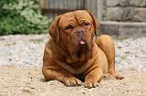 DOGUE DE BORDEAUX 227